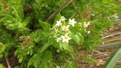 Tournefortia sibirica