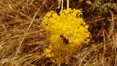 Trichodes leucopsideus