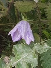 Campanula persicifolia