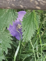 Campanula persicifolia