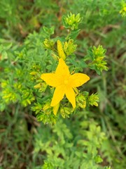 Hypericum maculatum