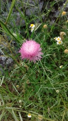 Mantisalca salmantica