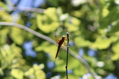 Libellula croceipennis