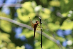 Libellula croceipennis
