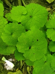 Alliaria petiolata