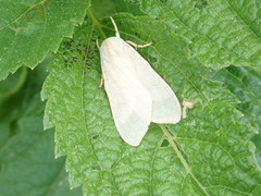 Halysidota tessellaris