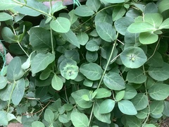 Lonicera caprifolium