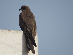 Milvus migrans