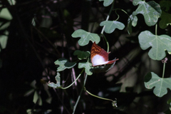 Charaxes varanes