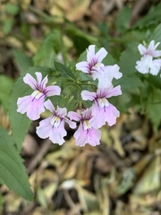 Nemesia rupicola