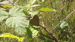 Coenonympha oedippus