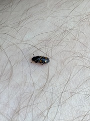 Glischrochilus hortensis