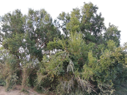 Image of Combretum afrum by (c) Christiaan Viljoen, some rights reserved (CC BY)