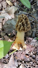 Morchella