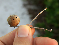 Disholcaspis quercusomnivora