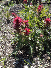 Pedicularis densiflora densiflora