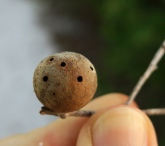 Disholcaspis quercusomnivora