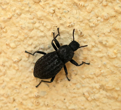 Polypleurus perforatus
