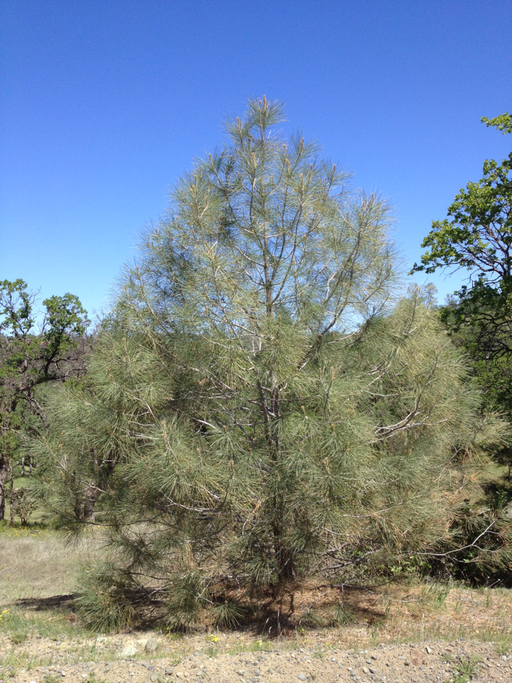 Gray Pine (A Floral Guide to Walker Ridge) · iNaturalist