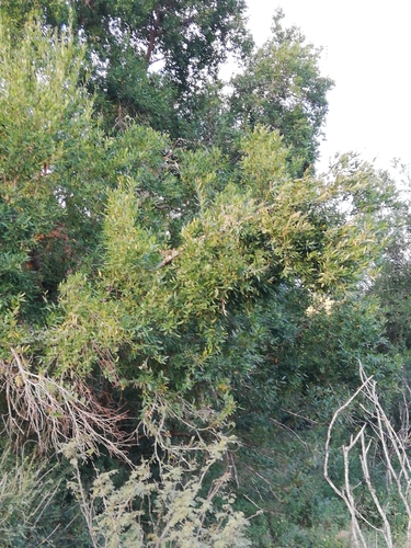 Image of Combretum afrum by (c) Christiaan Viljoen, some rights reserved (CC BY)