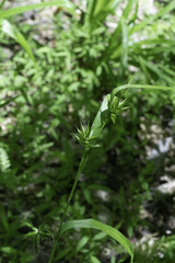 Carex folliculata