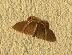 Phrygionis paradoxata