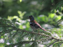 Fringilla coelebs