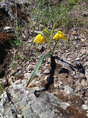 Calochortus amabilis