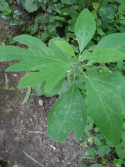 Sassafras albidum