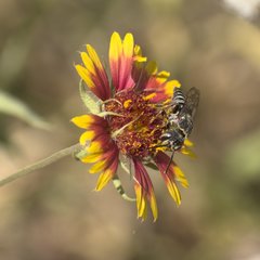 Synocoelioxys