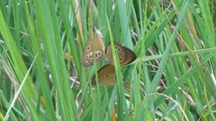 Coenonympha oedippus
