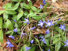Scilla