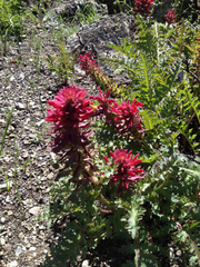 Pedicularis densiflora densiflora