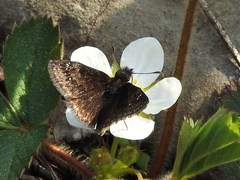 Erynnis lucilius