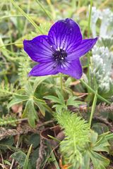 Aconitum delphiniifolium