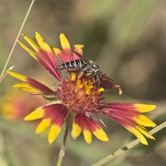 Synocoelioxys