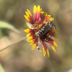 Synocoelioxys