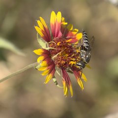 Synocoelioxys