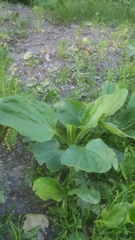 Plantago major