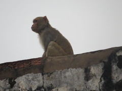 Macaca mulatta