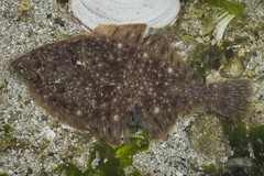 Lepidopsetta bilineata
