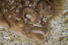 Lepidopsetta bilineata