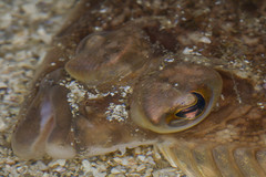 Lepidopsetta bilineata