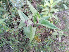 Munnozia senecionidis