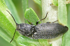 Hadromorphus glaucus