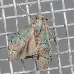 Cacotherapia flexilinealis