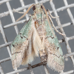 Cacotherapia flexilinealis