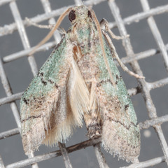 Cacotherapia flexilinealis