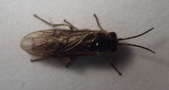 Periclista dapotoae
