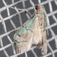 Cacotherapia flexilinealis